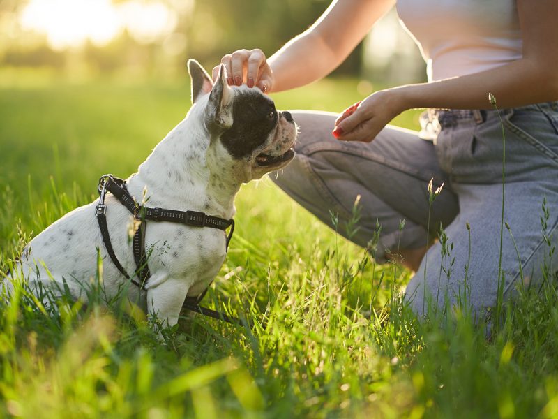 Unrecognizable woman training and petting purebred french bulldog wearing leash. Close up of pet smelling treats from hand of female dog owner in city park, summer day. Animal training concept.
